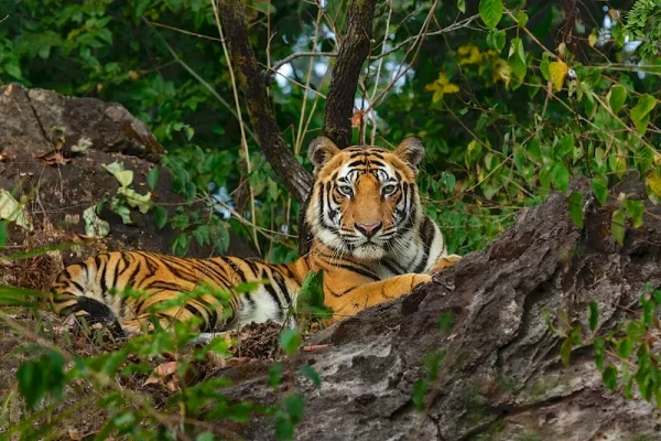 Spotting the Bengal tiger in forest during monsoon